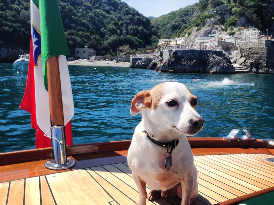 Dog on yacht Coast of Capri 
